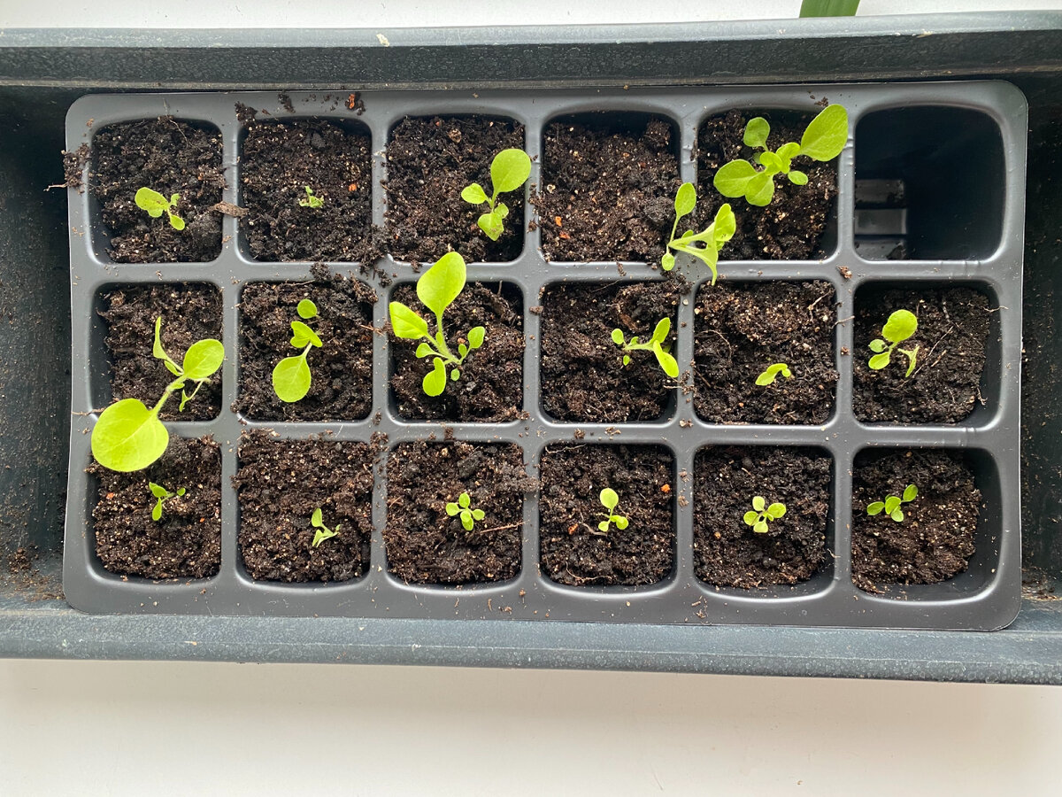 Так рассада выглядит безусловно аккуратнее 