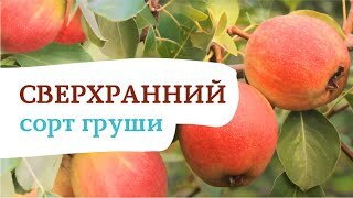 Груша «Красуля». Просто красавица и настоящая отличница по вкусу