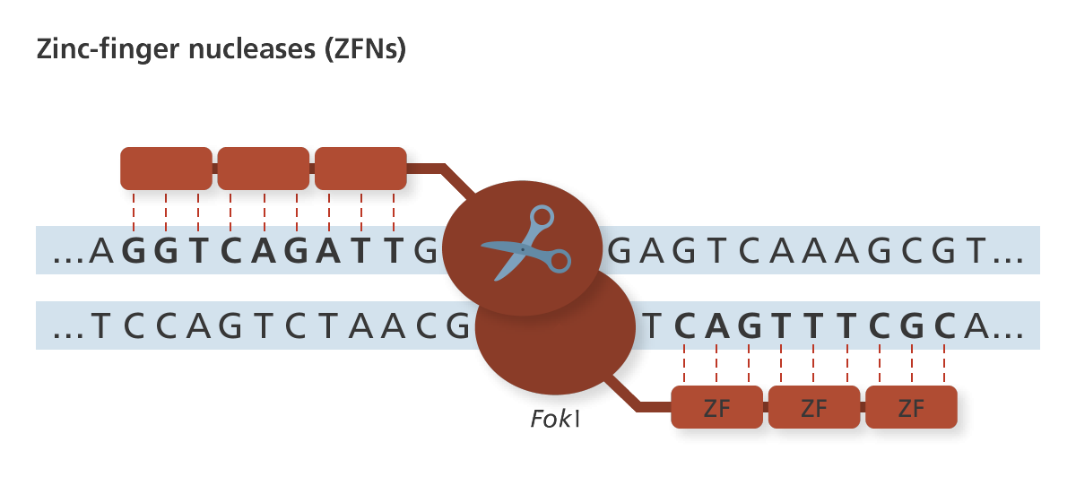 Рисунок. Компоненты ZFNs (Источник:  Genome Research Limited)