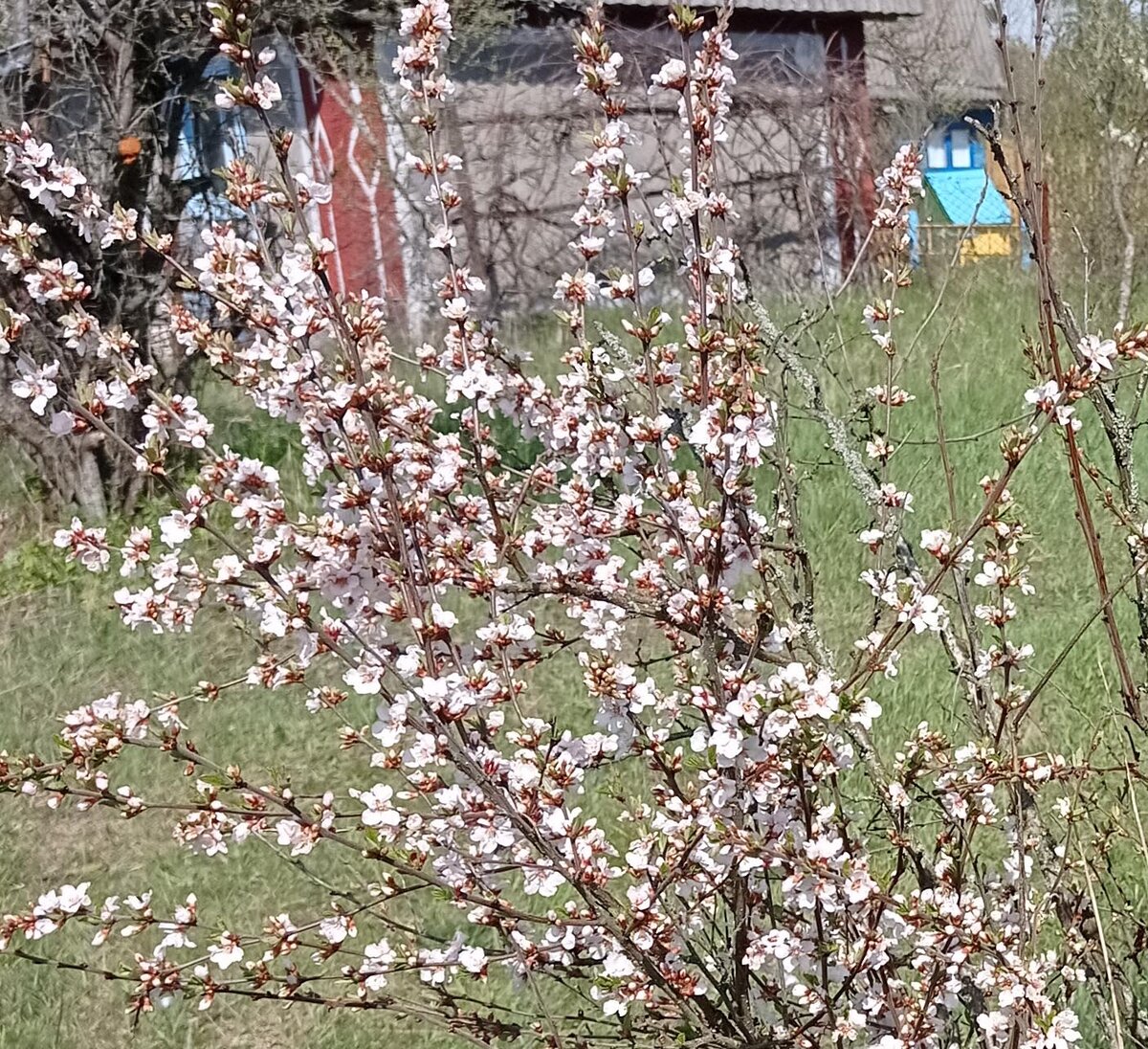Войлочная вишня после цветения. Подкормка персика после цветения весной и летом.