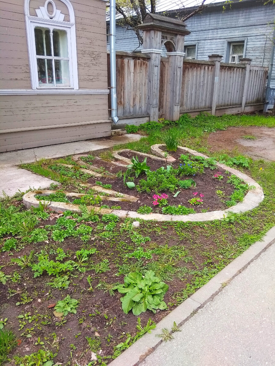 интересная клумба у дома Соковикова на Советском проспекте в Вологде 