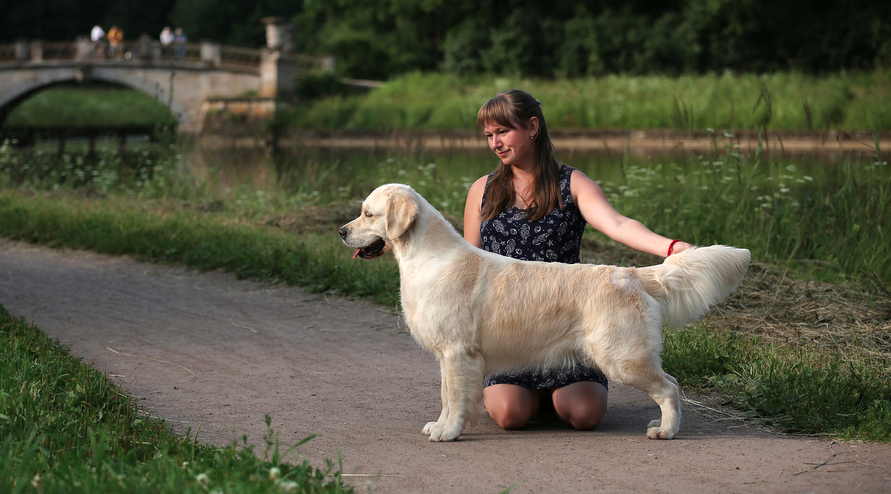 Золотистый ретривер Kildespring Lady Gaga "Эмили"