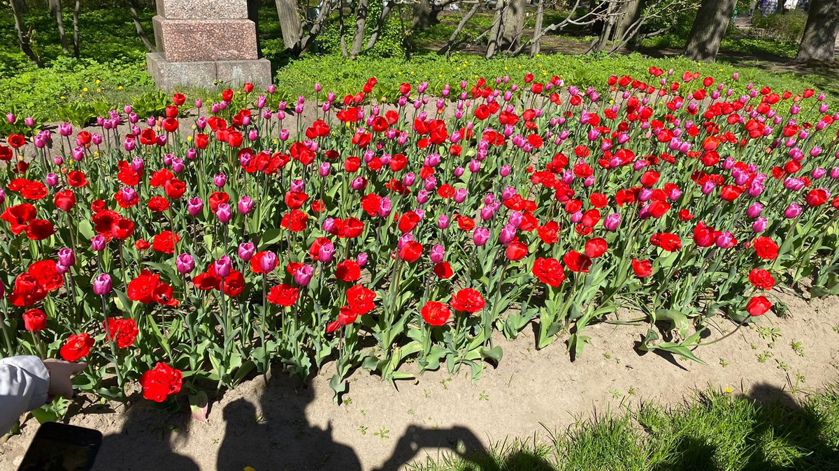 Прекрасная клумба с яркими тюльпанами