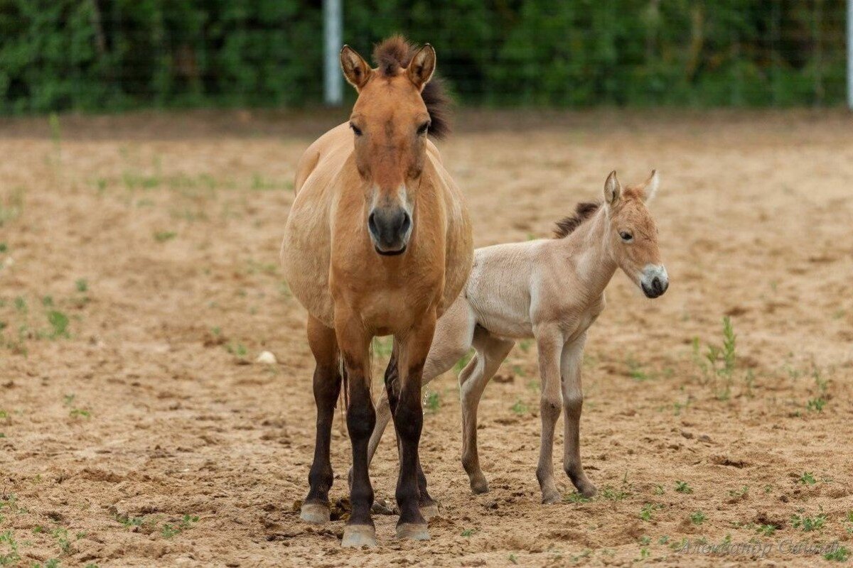 Песчаные дюны Сычево | Путешествия с БизнесБас | Дзен