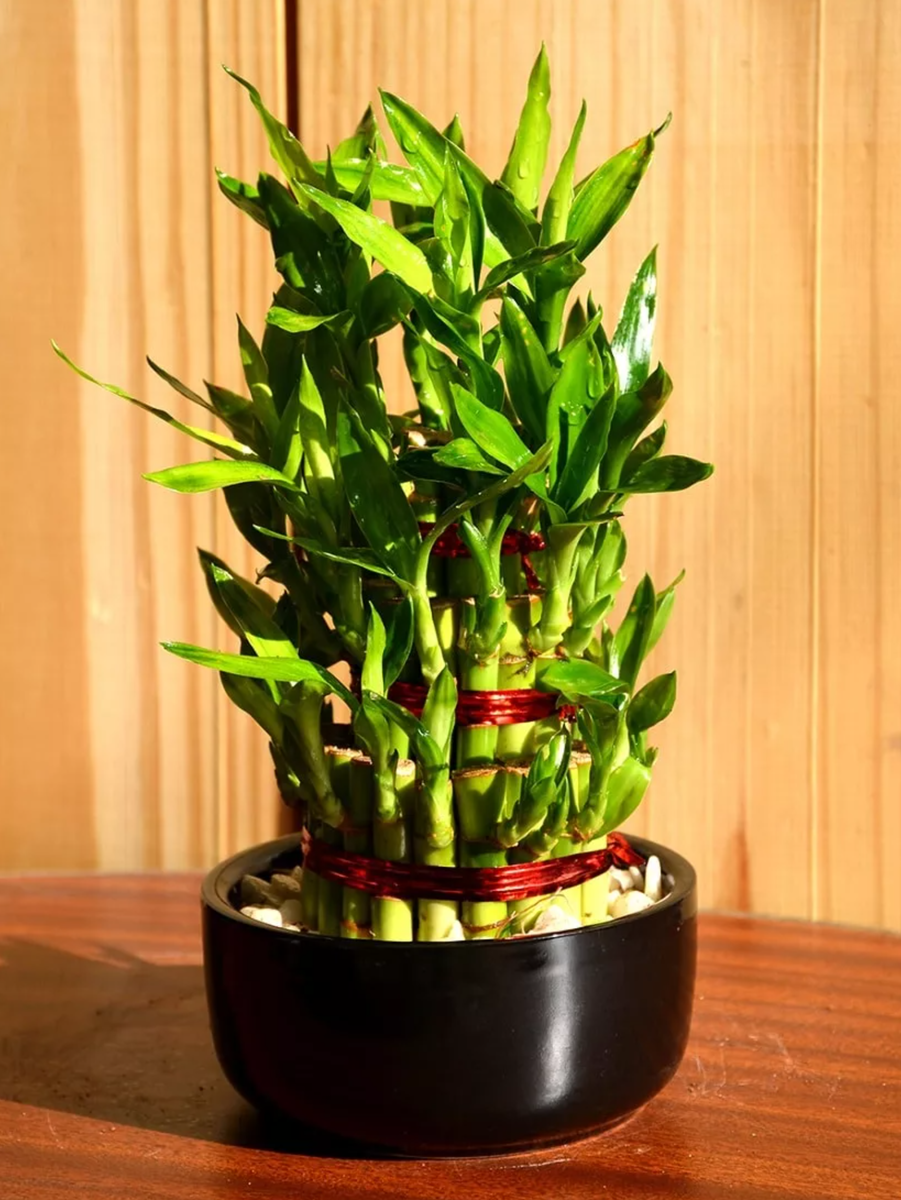 Драцена Сандера Лаки Бамбук спираль в пробирке Dracaena sanderiana Lucky Bamboo spiral tube 40/5