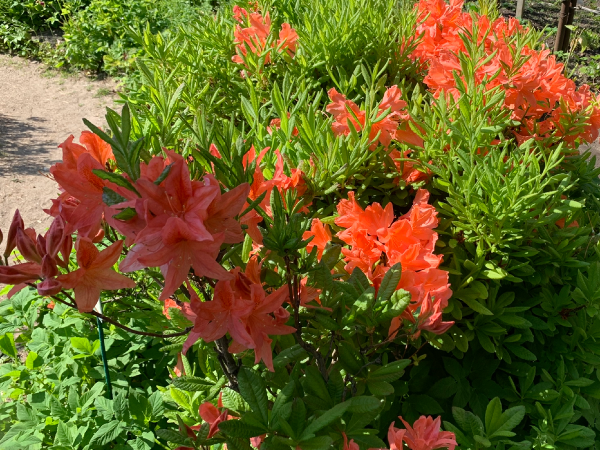  Сочный насыщенно лососевый окрас рододендрона никог