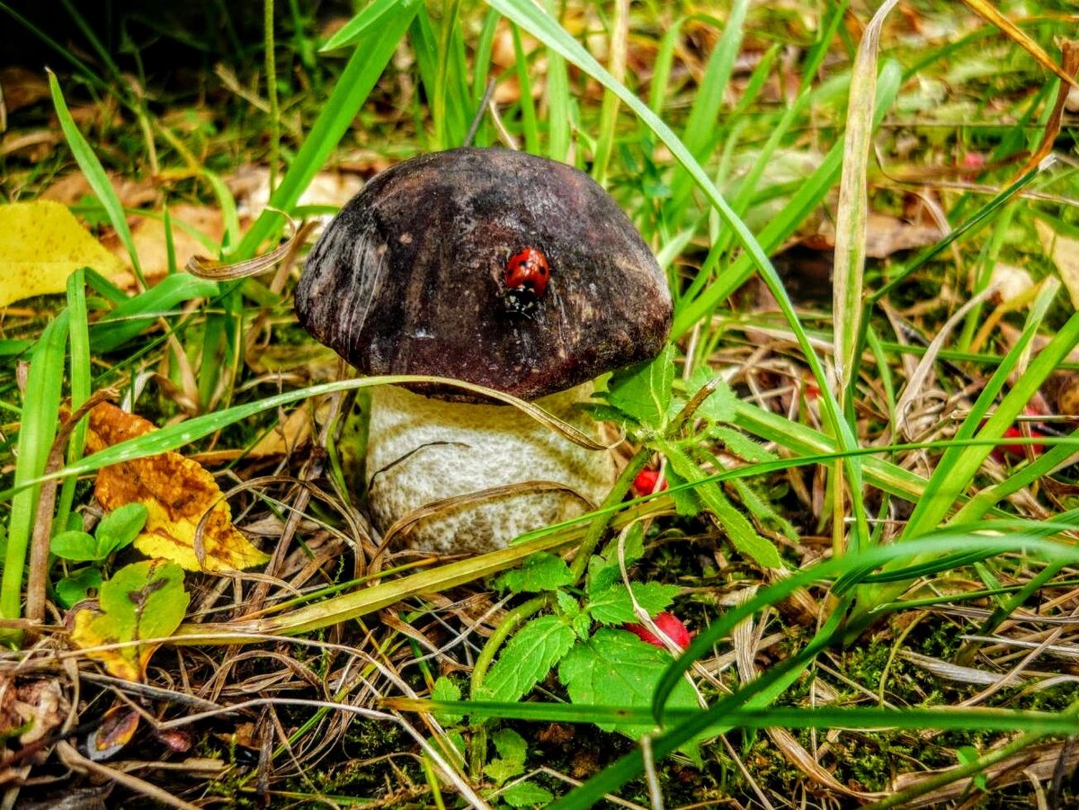 Моя фотография "Изюминка". Примерно 2007 год. 