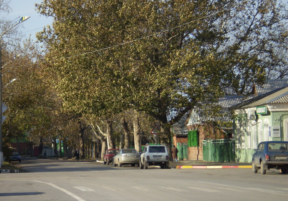 Платаны на улице Дзержинского