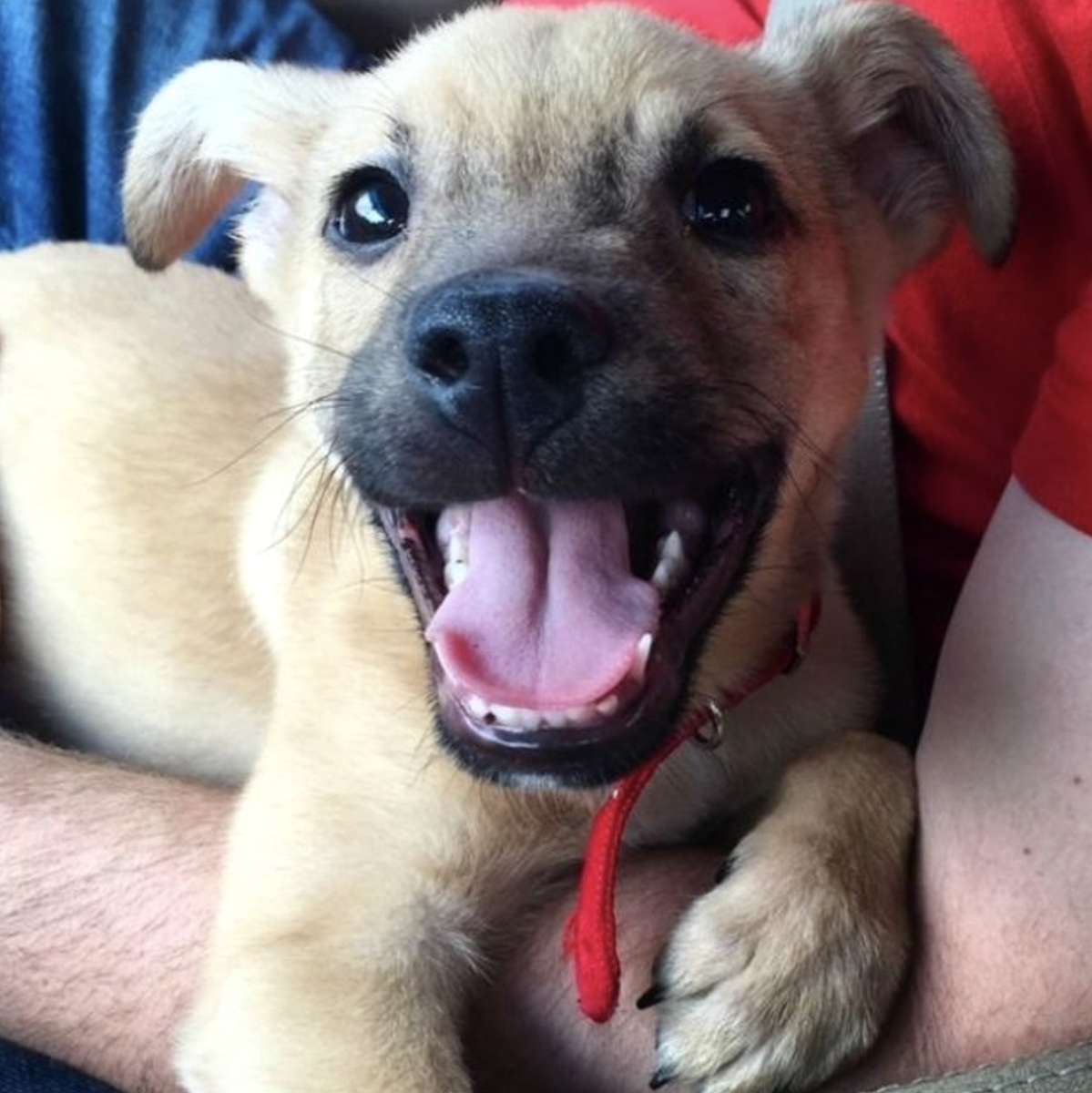 Собаки породы джек рассел и корги. Как выглядит настоящая собака. Как выглядит настоящая собака. Настоящая собака. Плюшевые собачки живые.