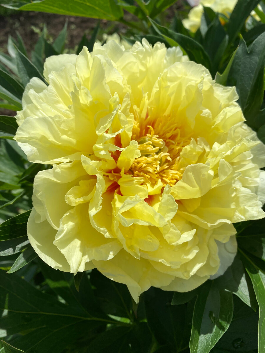 Пион Бартзелла. Ито-гибрид. 