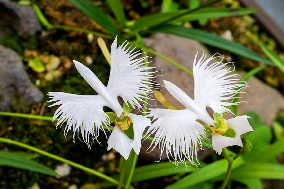 Орхидея хабенария Радиата (Habenaria Radiata)