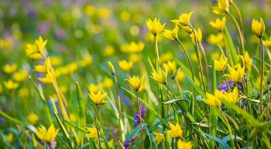 Тюльпан Биберштейна (Тulipa biebersteiniana)