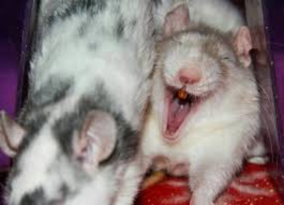 наглая мышь. крыса ржет. крыса хихикает. мышь смеется. крыса улыбается.