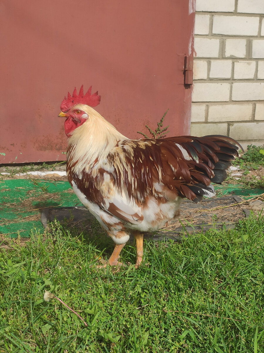 Это наш "главарь", все в курятнике его слушаются!