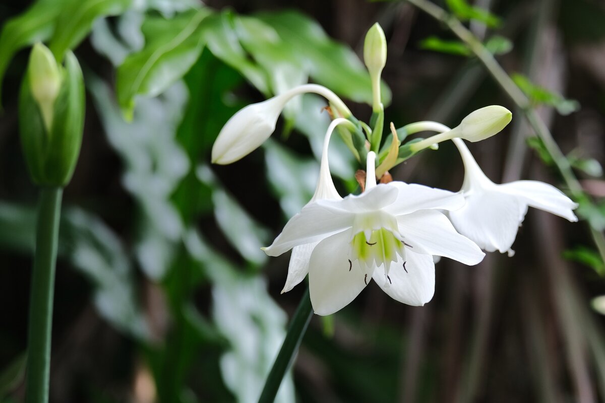 Eucharis Amazonica