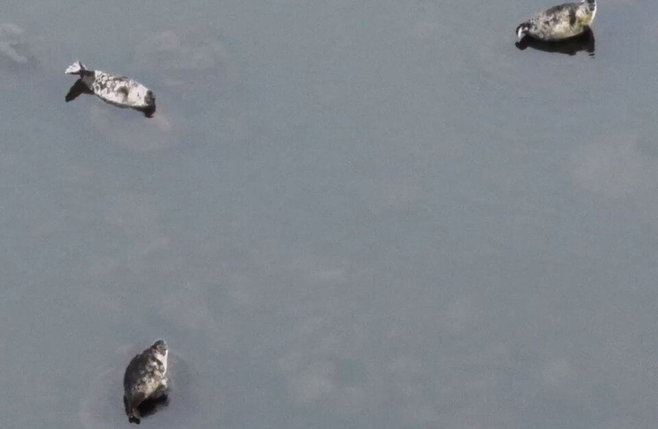     Так нерпы выбирают себе место для ночлега. Фото: vk.com/sealrescue