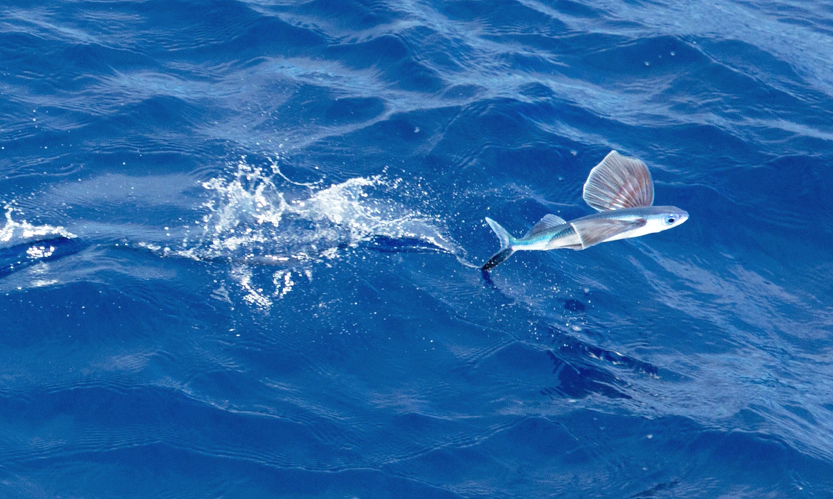 Летучая рыба 2. Четырехкрылая летучая рыба. Летучая рыба биплан. Летающая рыба. Летучие рыбы Атлантического океана.