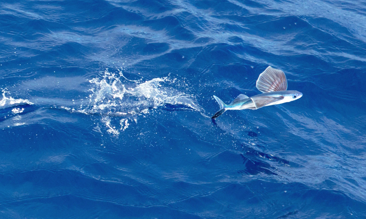 Flying fish. Летучая рыба – Exocoetidae. Летучие рыбы Атлантического океана. Летающая рыба в океане. Летучая рыба красное море.