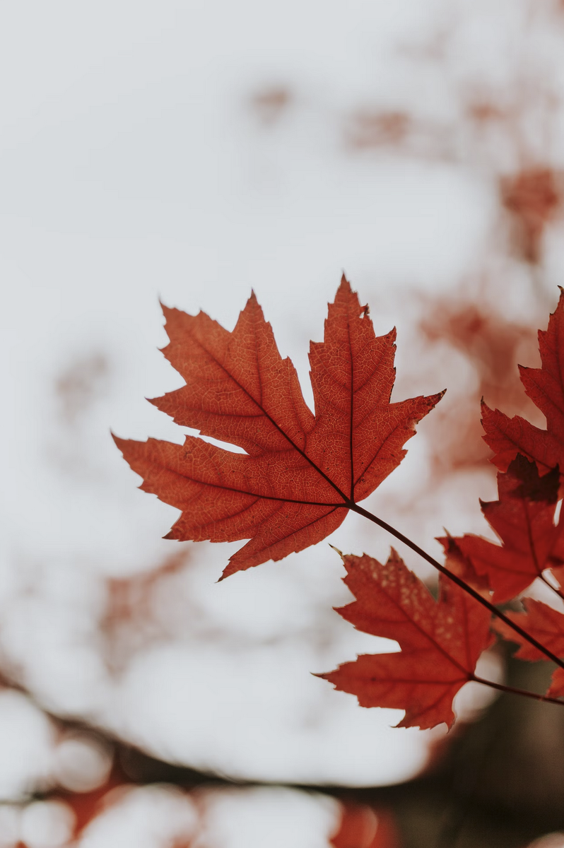Фото unsplash.com
