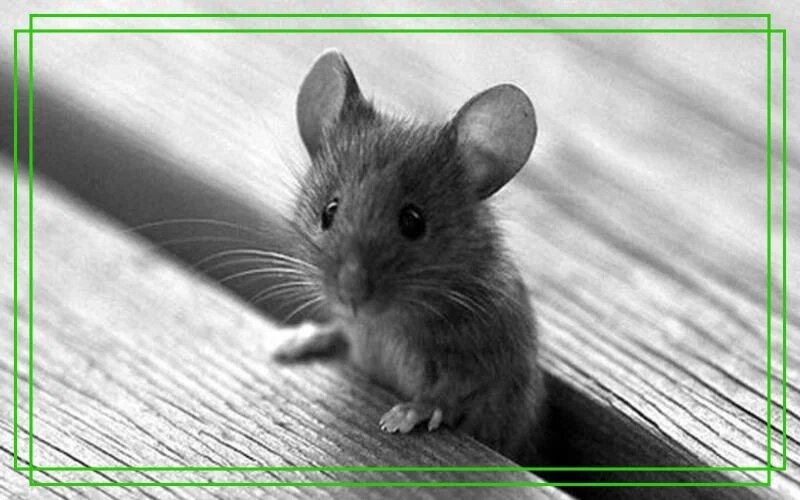 Красавица, пока не поселилась у Вас. Источник фото: https://clck.ru/32fthg