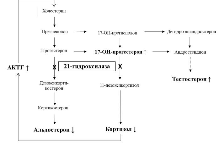 Прогестерон и выпадение волос