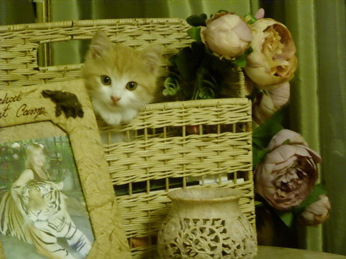 Выкорябал цветы, загнездился и вылез с мордой "живу теперь здесь". Грудничковое молочко, детское питание - я бы тоже обнаглела.