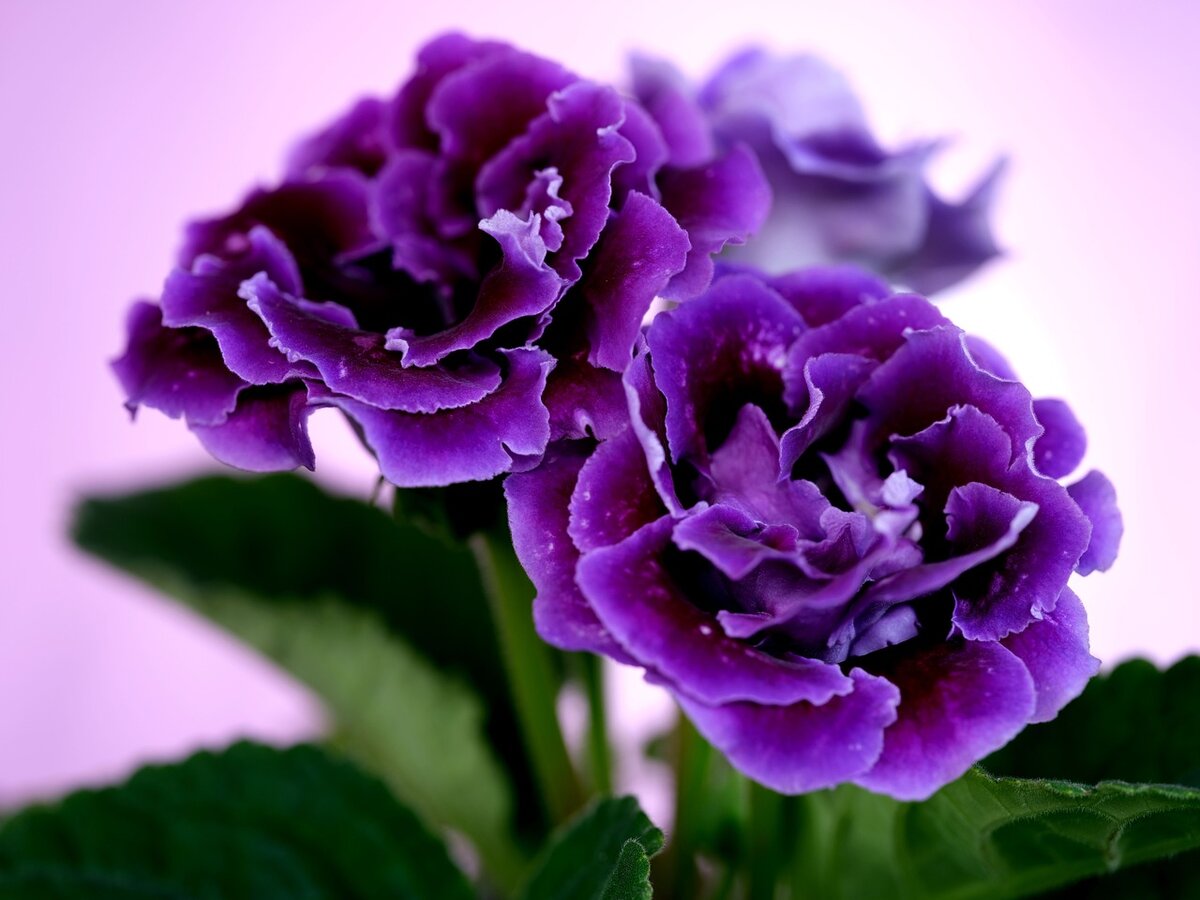 Фото из интернета