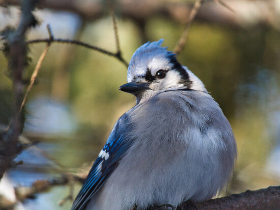     Увидев сойку, можно загадать желание — оно сбудется. ФОТО: freepik.com