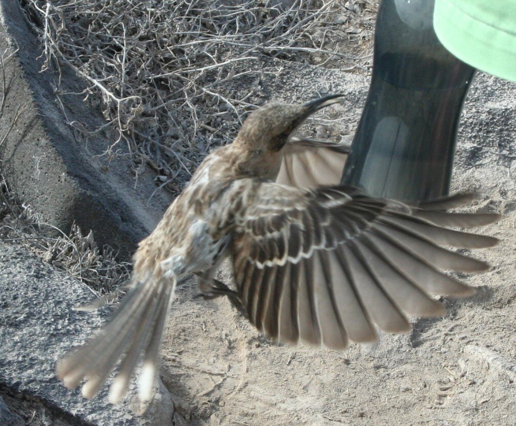Положи бутылку на землю, и никто не пострадает!