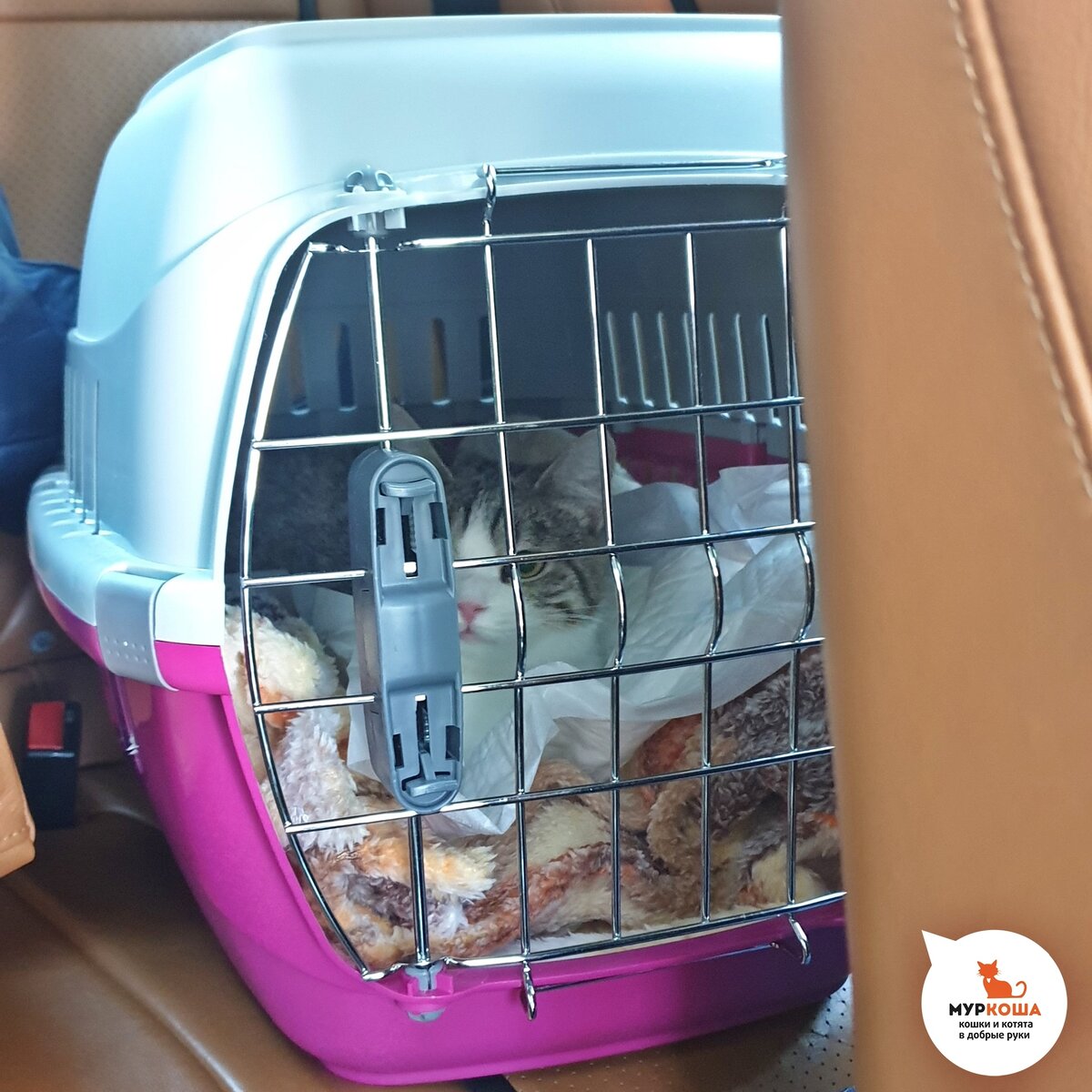 Красотка Крымчанка едет домой.