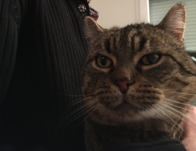 Котик с чипом, открывающим дверку