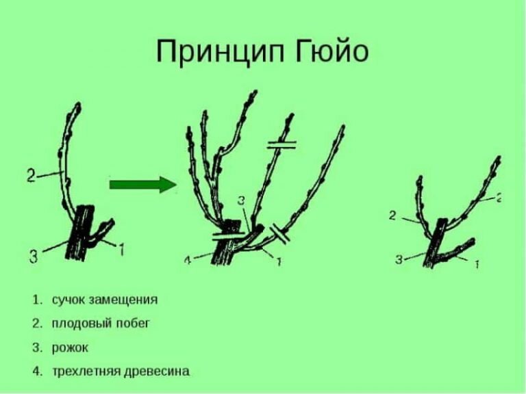 Как обрезать виноград фото Элементы системы Гюйо применяемых в разных формировках винограда. Лоза виноградн