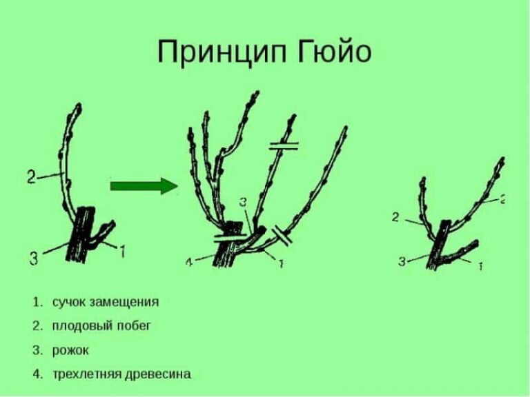 Как правильно обрезать виноград фото Элементы системы Гюйо применяемых в разных формировках винограда. Лоза виноградн