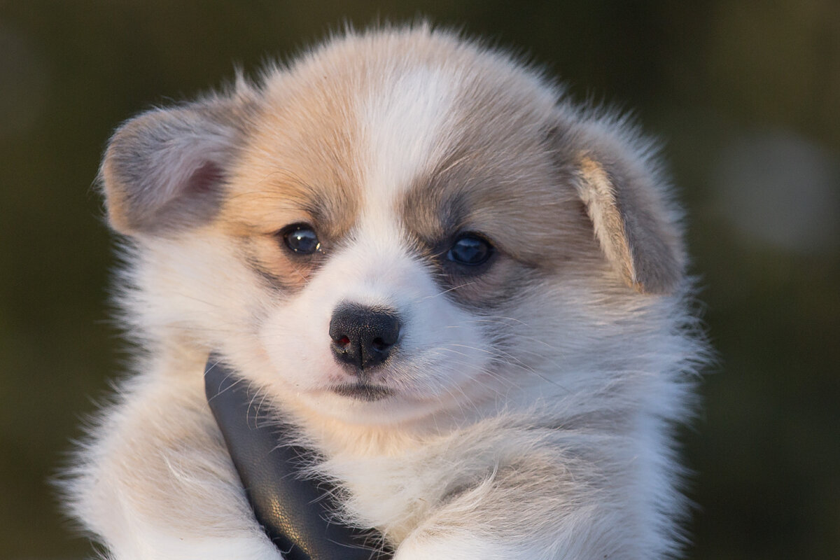 щенок питомника "из Ксаро Честная игра"