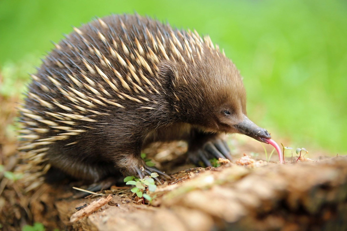 Австралийская ехидна Tachyglossus aculeatus Источник: https://gas-kvas.com/jivotnie/2880-zhivotnoe-ehidna-43-foto.html