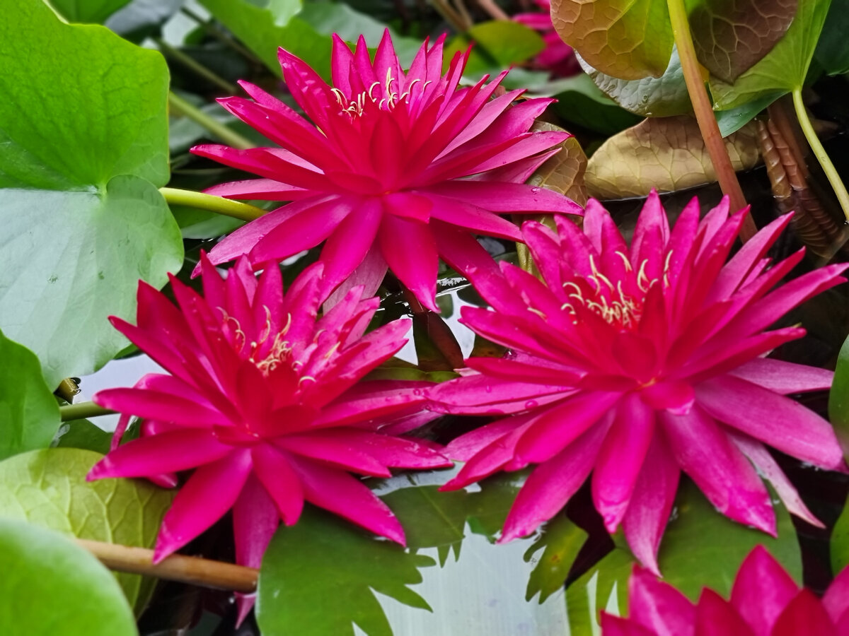 Нимфея WLK Cupids Arrow