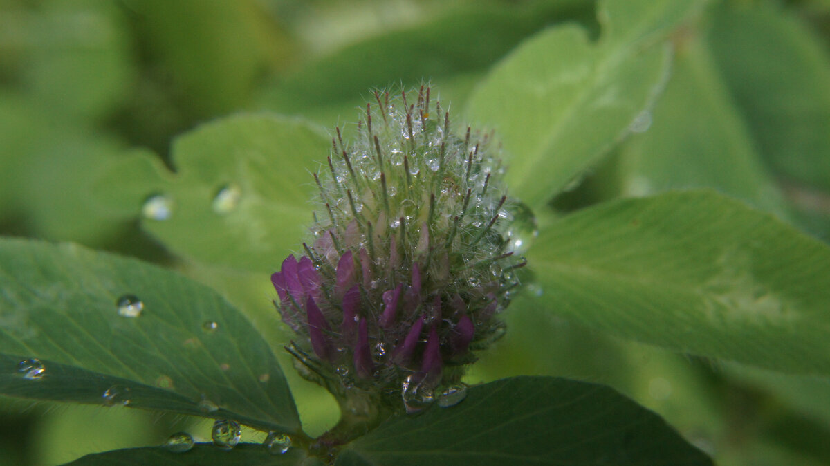 После дождя.