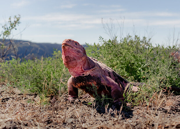   Joshua Vela Fonseca / Galapagos Conservancy