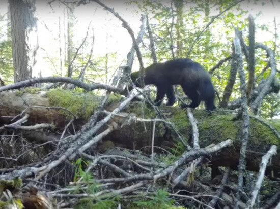     скриншот: из видео заповедника "Костомукшский"