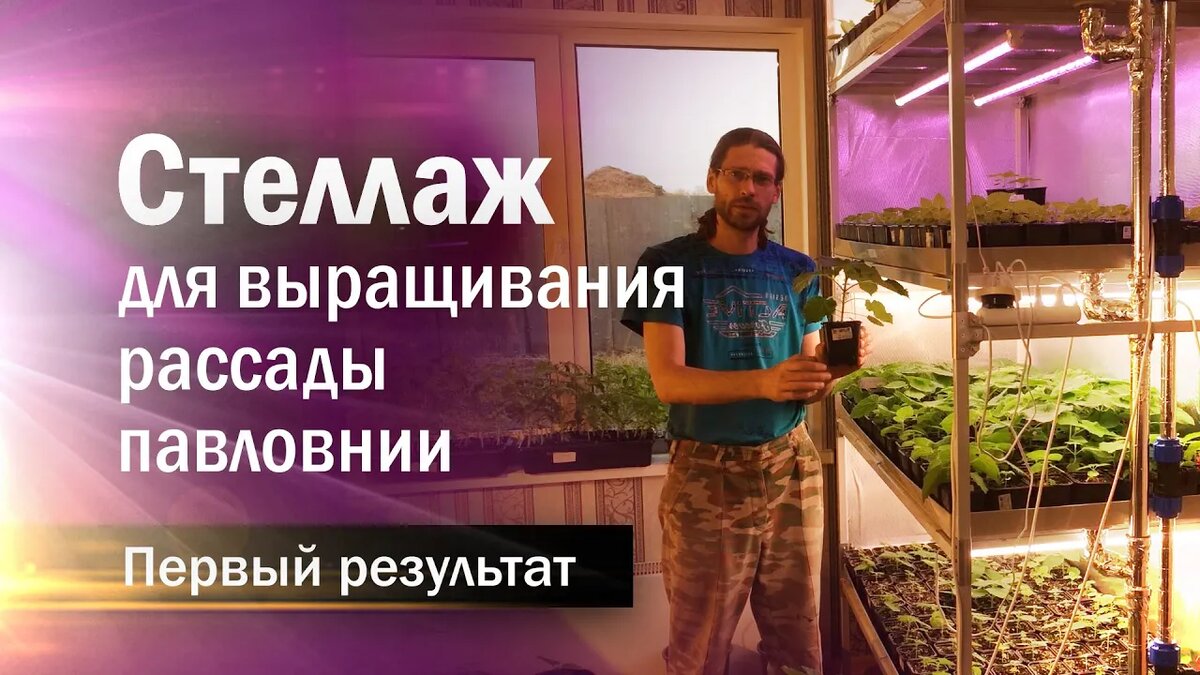 Стеллаж для выращивания Павловнии