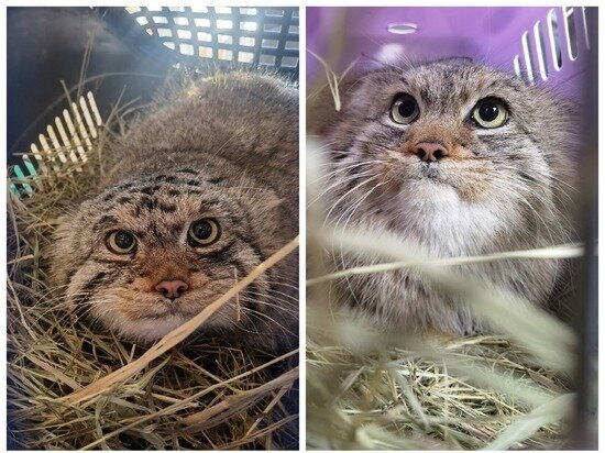     фото барнаульского зоопарка "лесная сказка"/вк