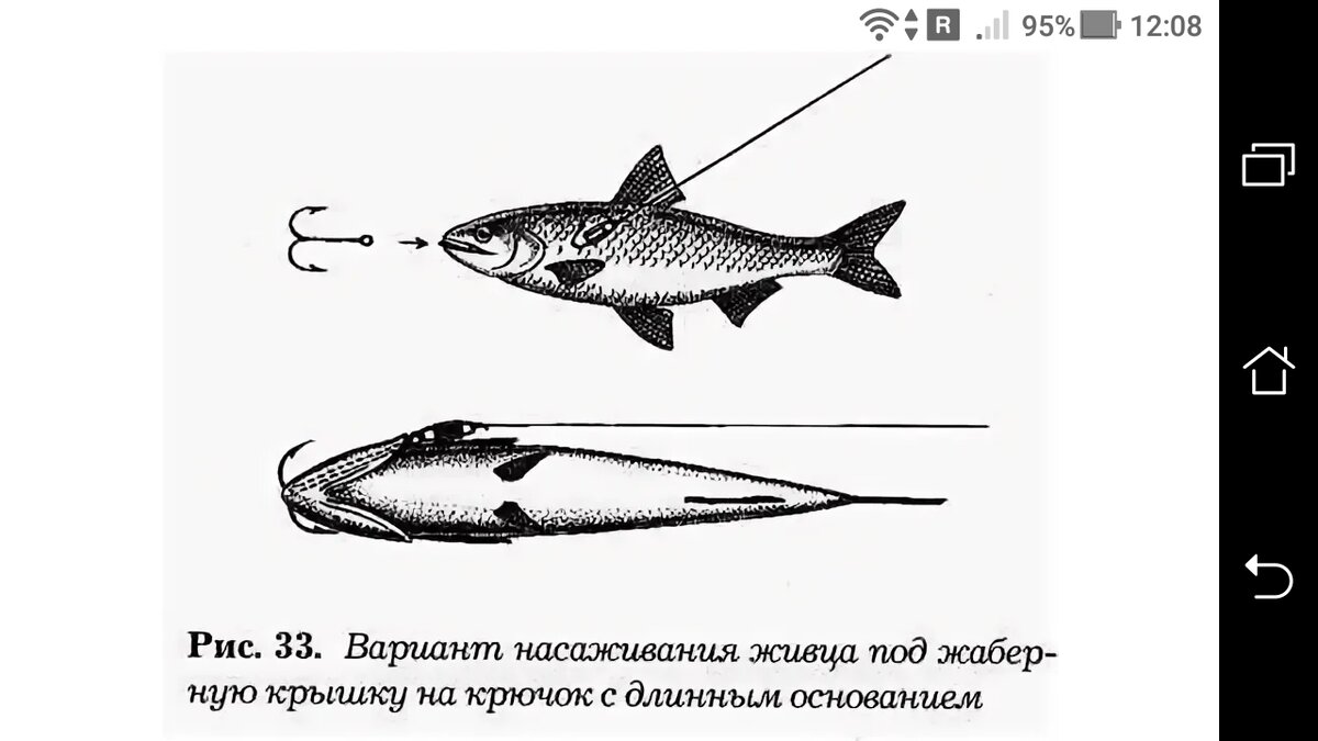 Как насадить щуку