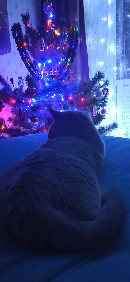 Отдыхаем с котей