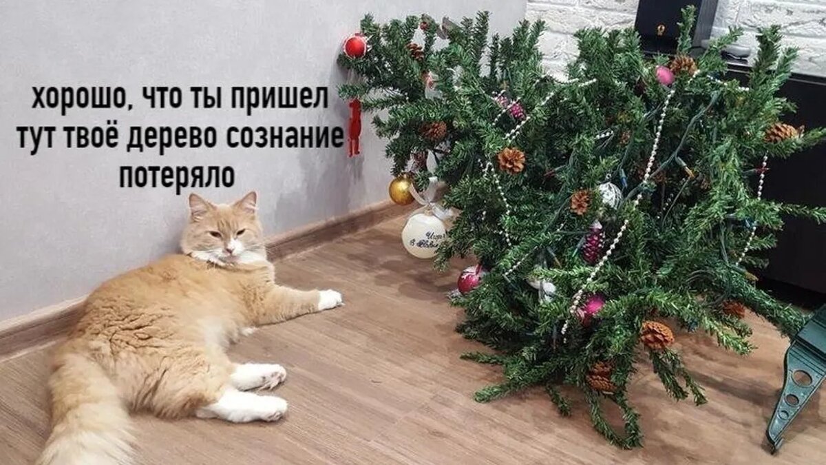 🐾Ёлочка, держись!🌲 | Я — Кот! | Дзен