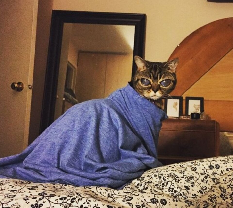 Кошка матильда фото