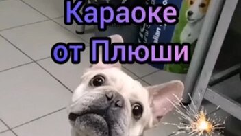 Караоке из стационара, #Плюшка@sosbulldog #frenchbull_help