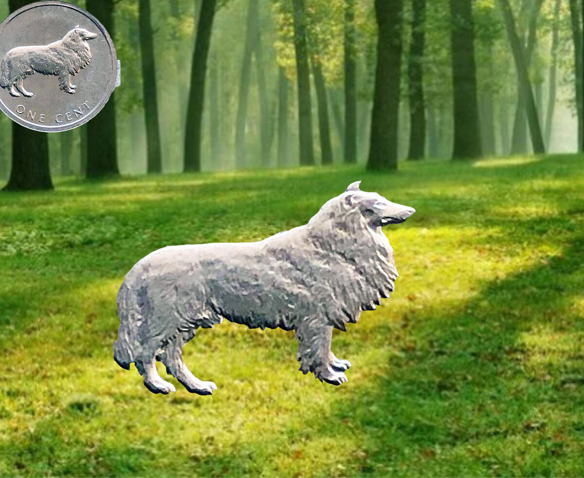 Выпустили колли погулять на лужайке.