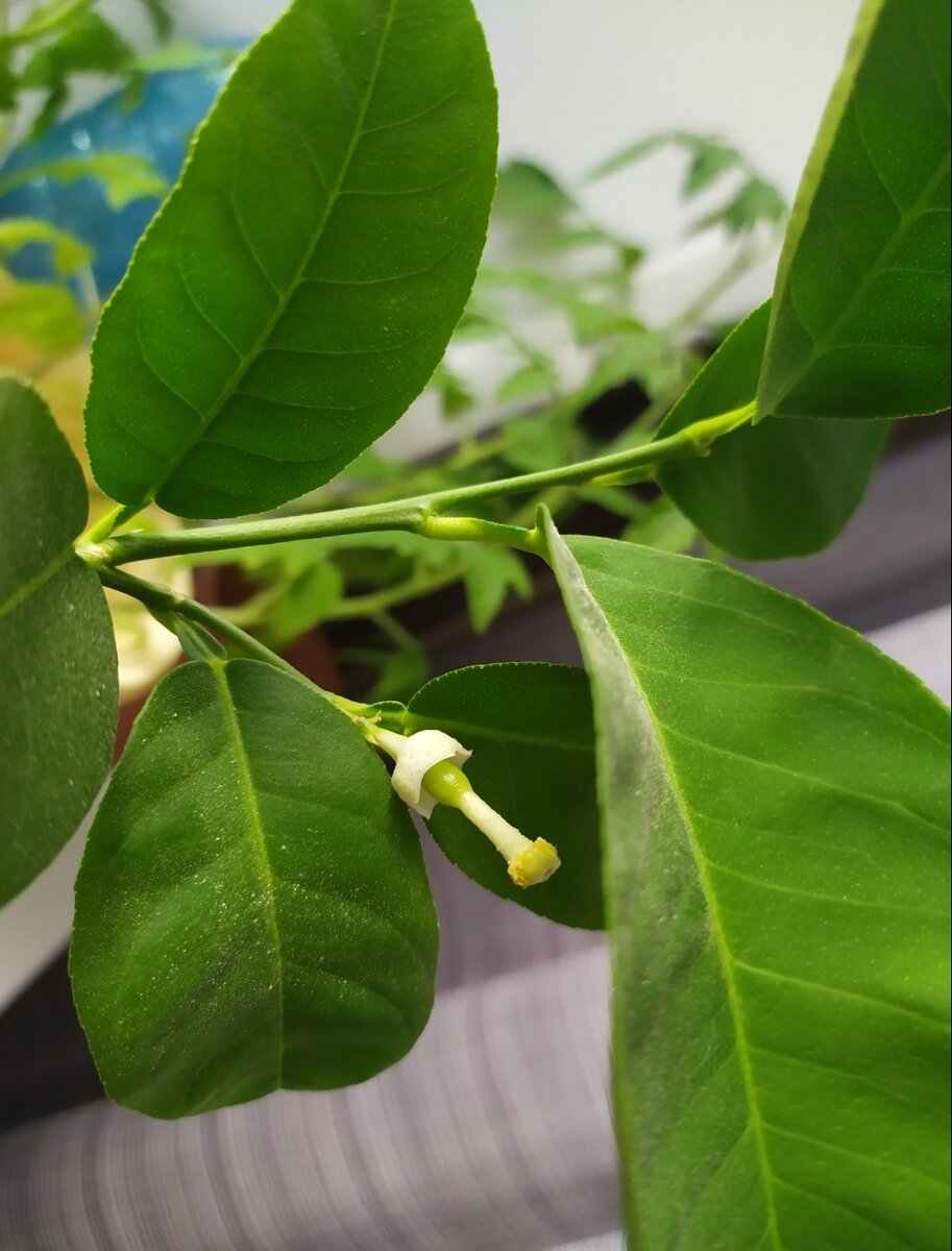 Малюсенькая завязь, на листиках пыль!