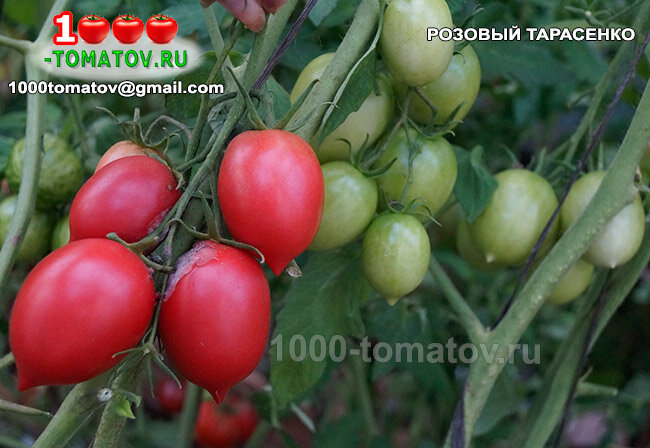Томат Розовый Тарасенко ФОТО 2