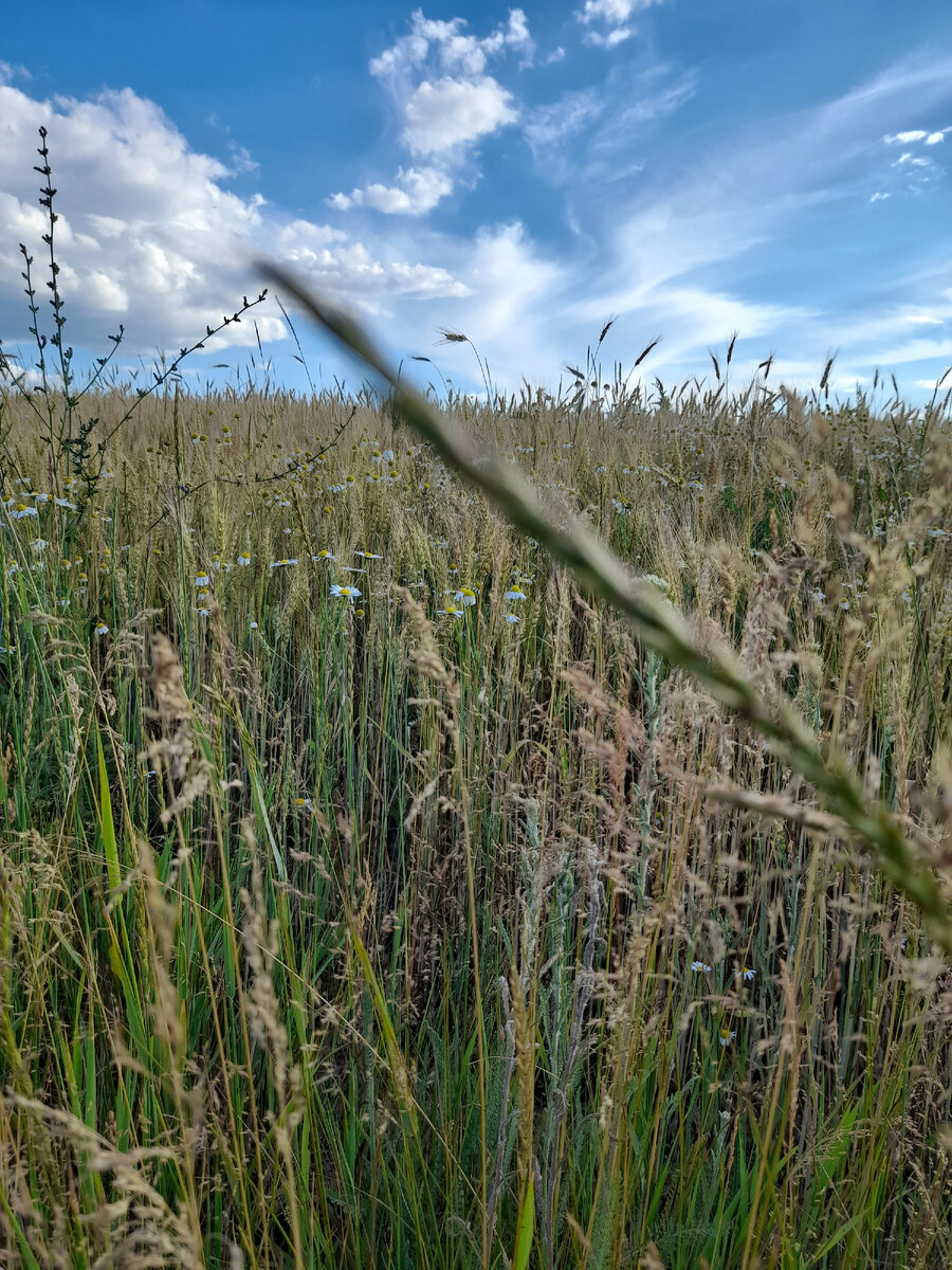 Июльское разнотравье, жара, пахнет разомлевшей на солнце травой.